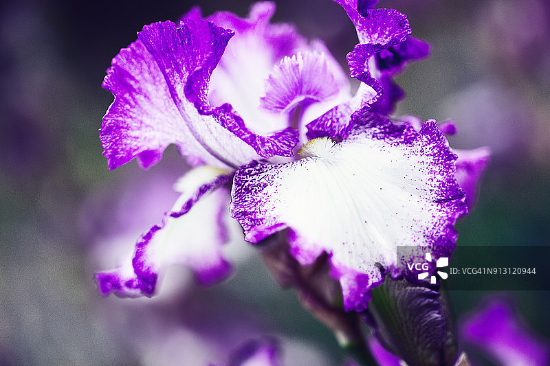 鸢尾花特写图片素材