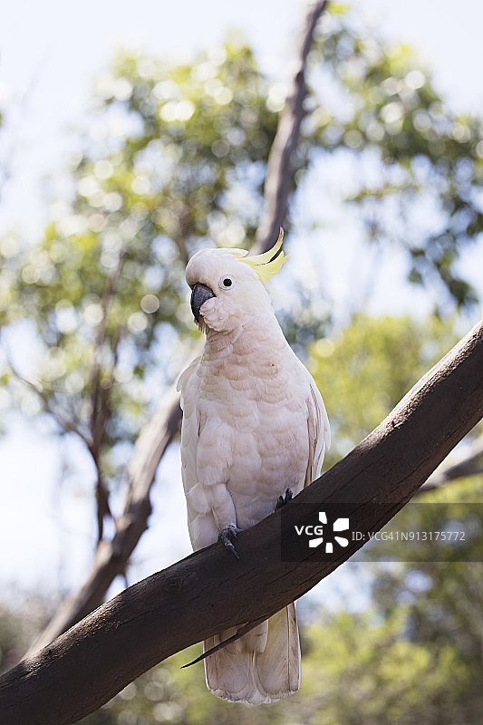 澳大利亚的黄葵花凤头鹦鹉图片素材