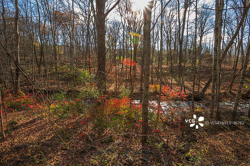 深秋森林中的溪流图片素材