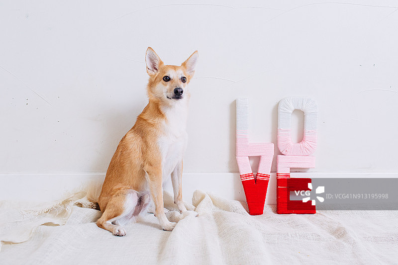 情人节小狗图片素材