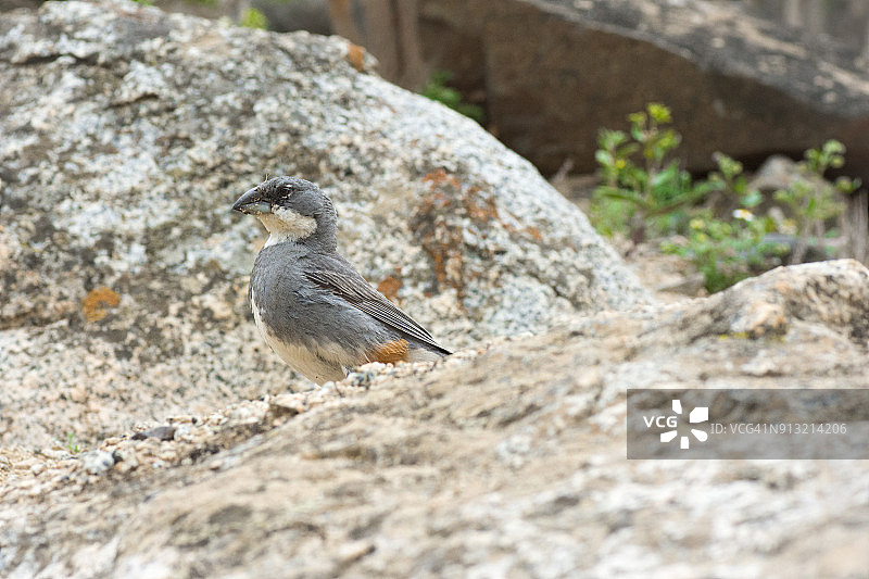 沙漠中的单只鸟图片素材