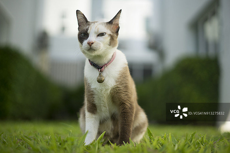 暹罗玳瑁猫站在窗边的快照图片素材