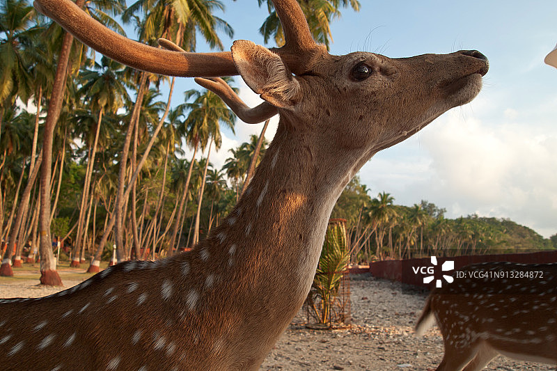 印度罗斯岛自由漫步的鹿、梅花鹿或轴鹿图片素材