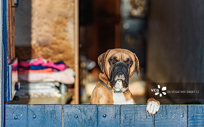 在前腿靠在门上的仓库警戒的拳师犬图片素材