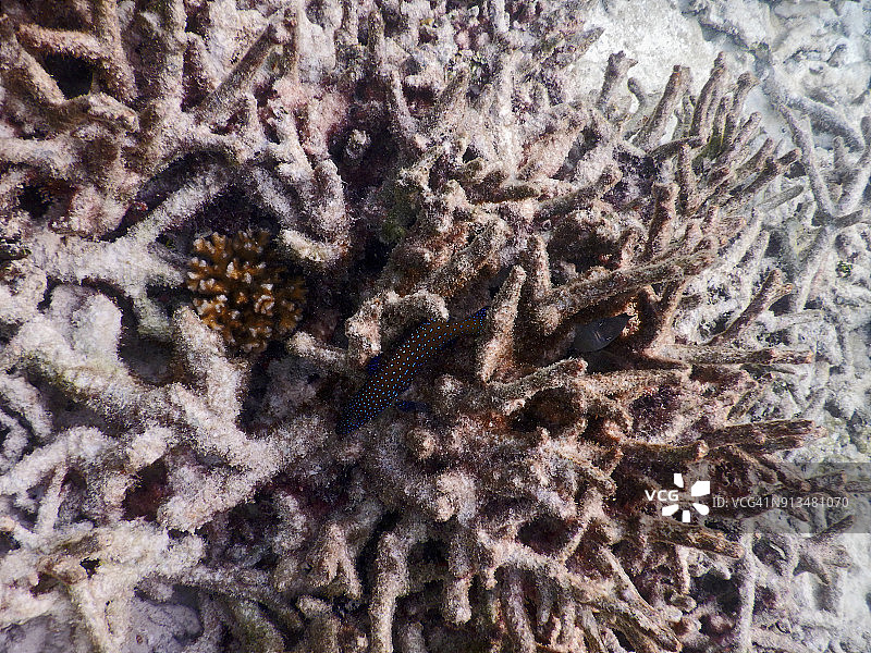 孔雀石斑鱼图片素材