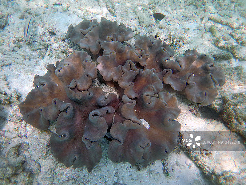 软珊瑚（蘑菇皮革珊瑚）图片素材