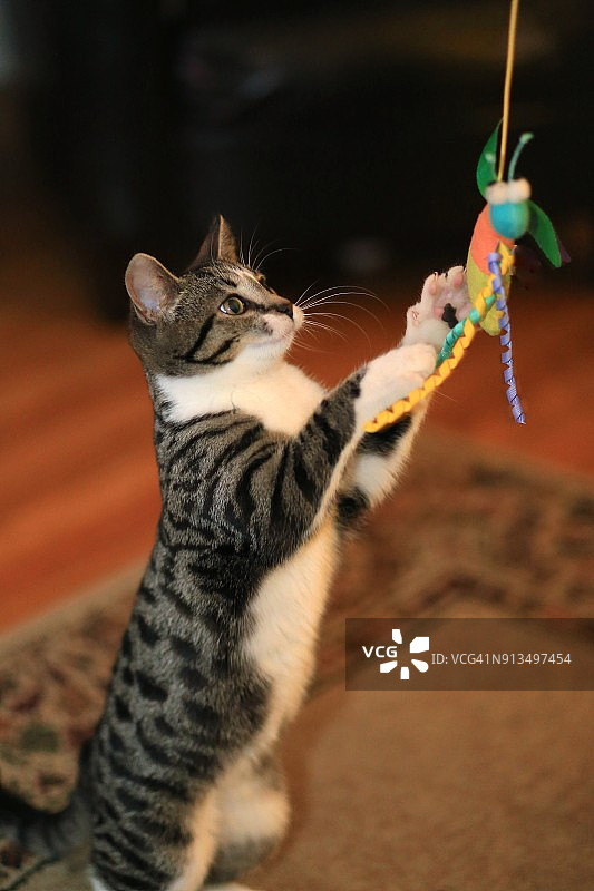 宠物猫玩玩具（家猫）图片素材