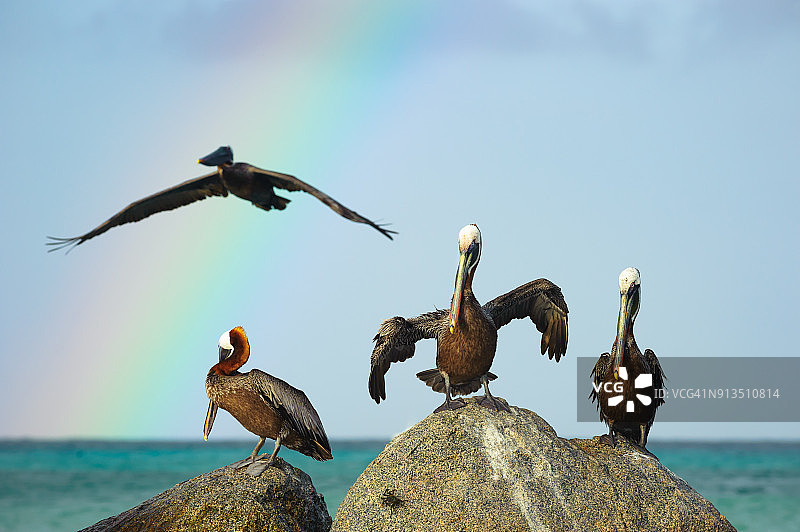 棕色鹈鹕，阿鲁巴诺德图片素材