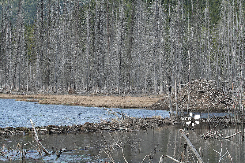海狸巢穴图片素材