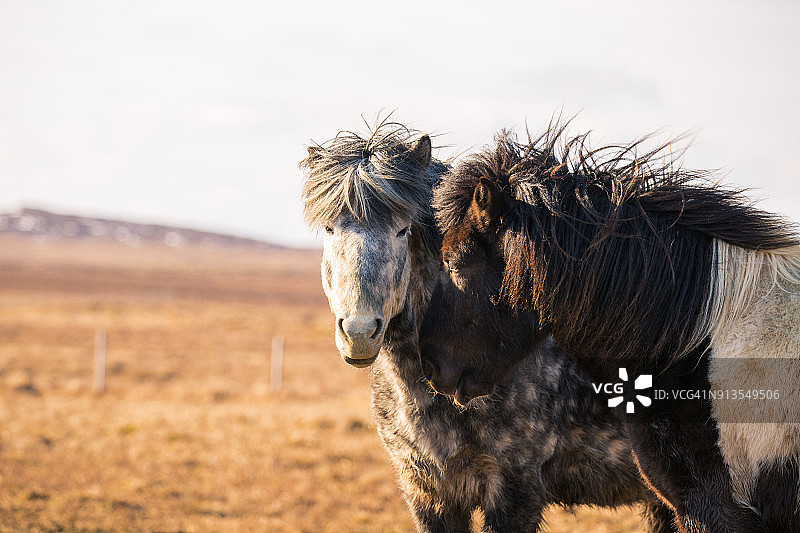 冰岛冬季美丽的冰岛马图片素材