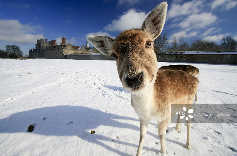 英国肯特郡的欧洲黇鹿图片素材