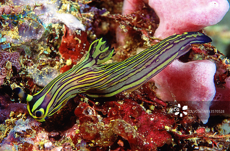 裸鳃亚目动物，海蛞蝓，Tambja affinis，在一片珊瑚上图片素材