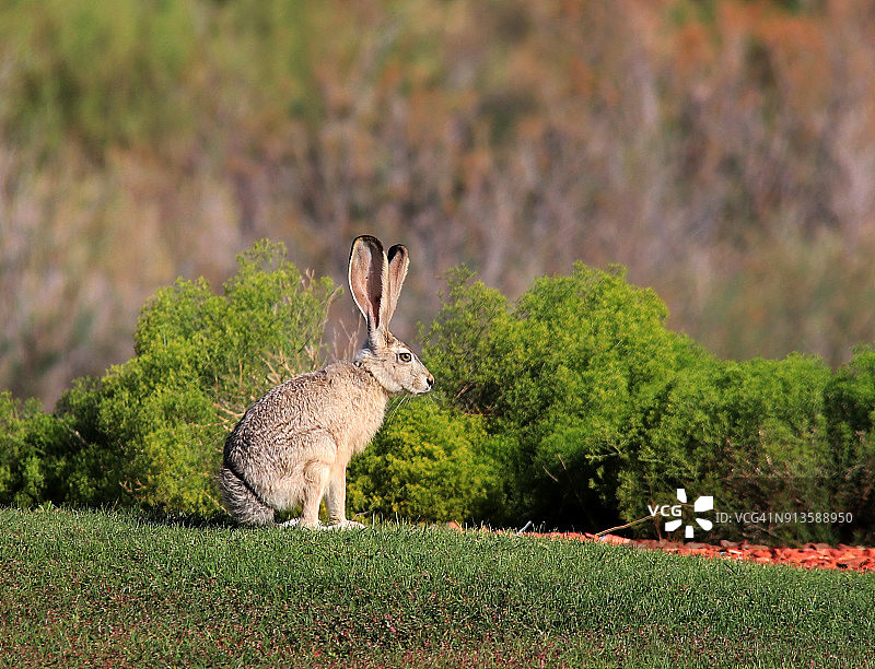 在草地上的兔羚图片素材