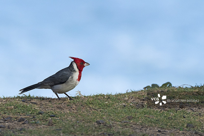 红顶主教鸟图片素材
