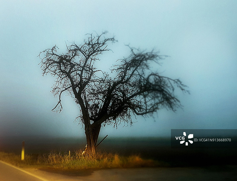 早雾中令人毛骨悚然的树图片素材