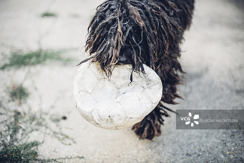 黑色匈牙利牧羊犬玩球图片素材