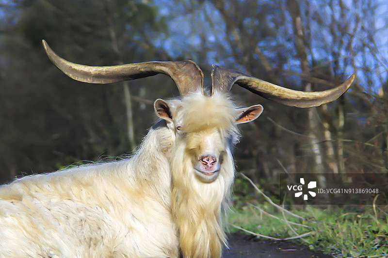 老山羊图片素材