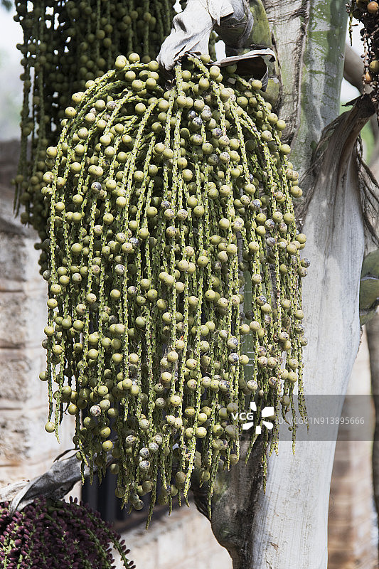 槟榔及其果实图片素材