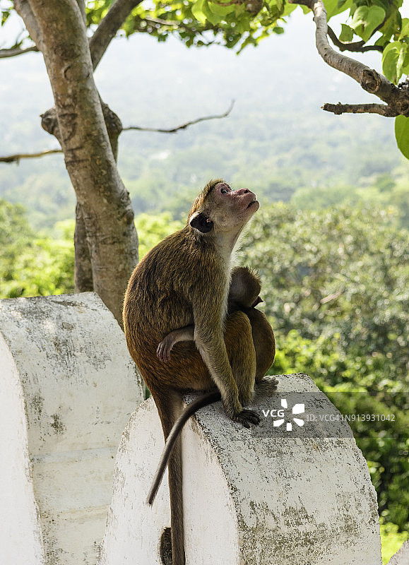 斯里兰卡丹布拉石窟寺的猕猴图片素材