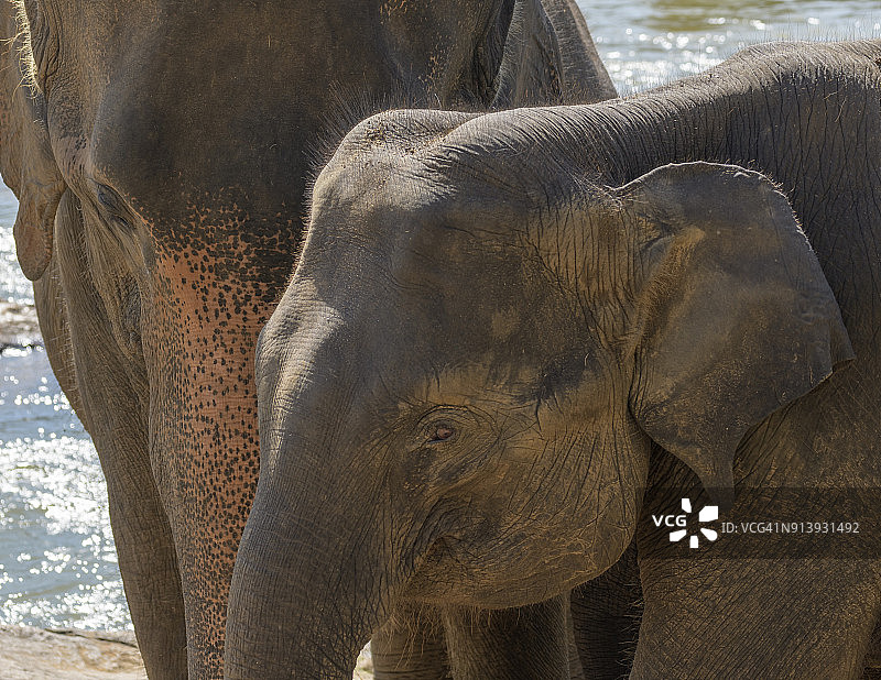 斯里兰卡 Pinnawala 大象孤儿院的小象图片素材