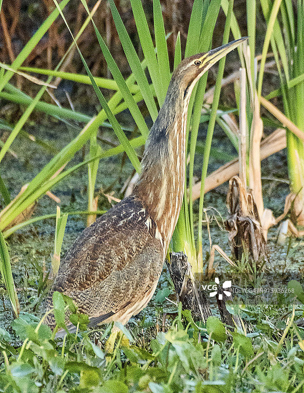 美国卤图片素材