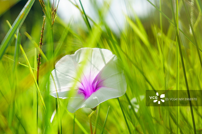 红薯花图片素材