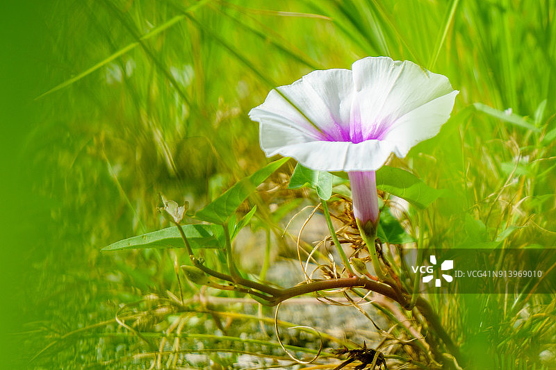 红薯花图片素材