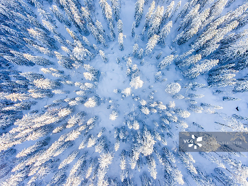 冬季从上方看到的树顶图片素材