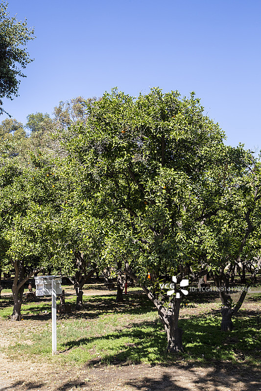 具有历史的社区公园图片素材