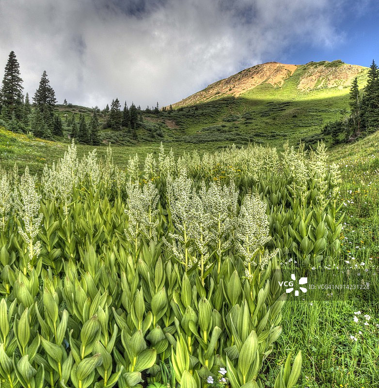 野花和山脉全景玉米百合图片素材
