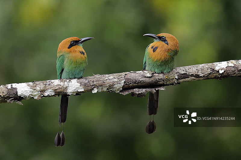 阔嘴翠鴗图片素材