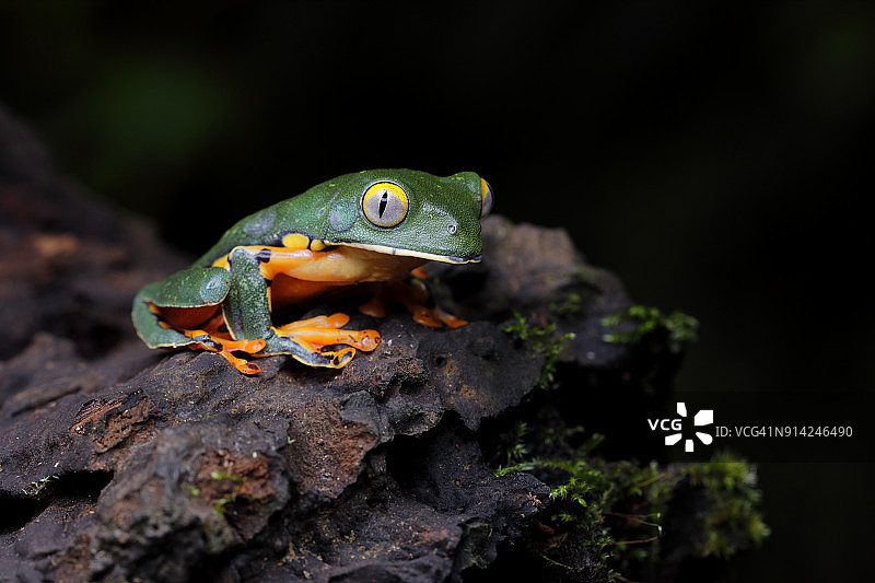 华丽的叶蛙图片素材