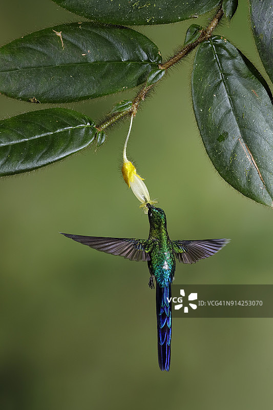 紫尾长尾蜂鸟图片素材