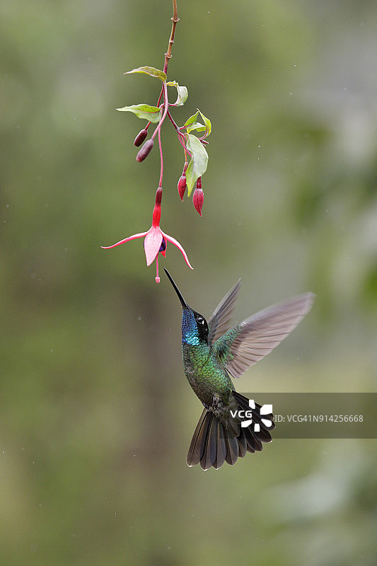 塔拉曼卡蜂鸟图片素材