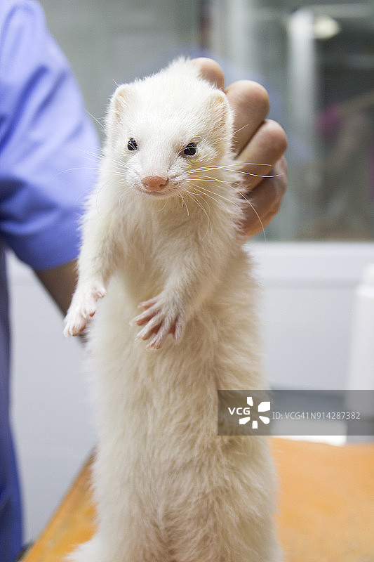 雪貂头像。兽医进入身体。图片素材