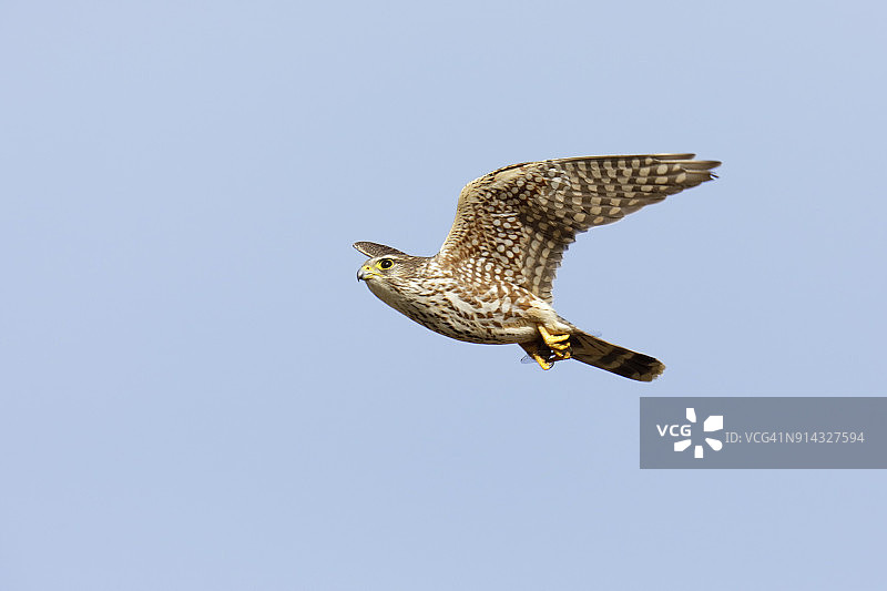 美洲隼图片素材