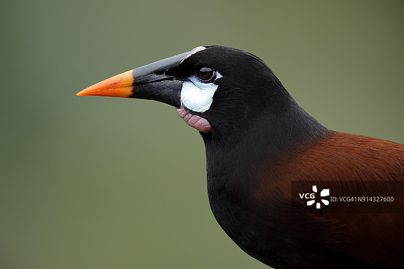 蒙特祖玛拟鹂图片素材