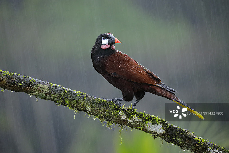 蒙特祖玛拟鹂图片素材