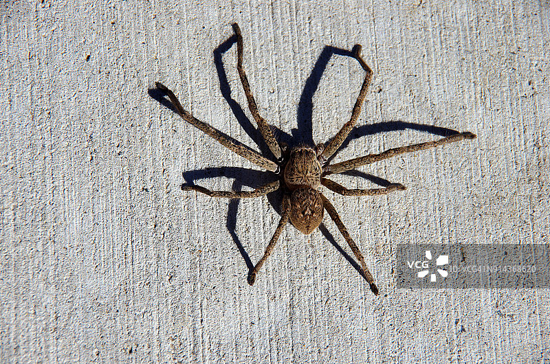 堪培拉混凝土路面上蜘蛛的影子，澳大利亚首都领地图片素材