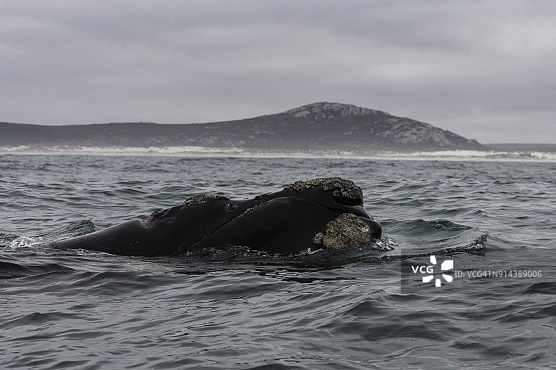 南非兰格班附近大西洋海面上的成年露脊鲸头部特写图片素材