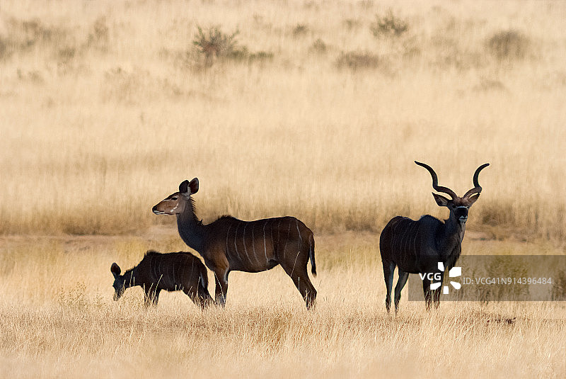 非洲大羚羊一家图片素材