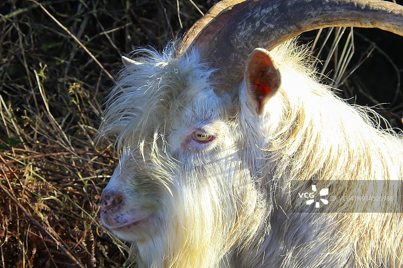 老山羊图片素材