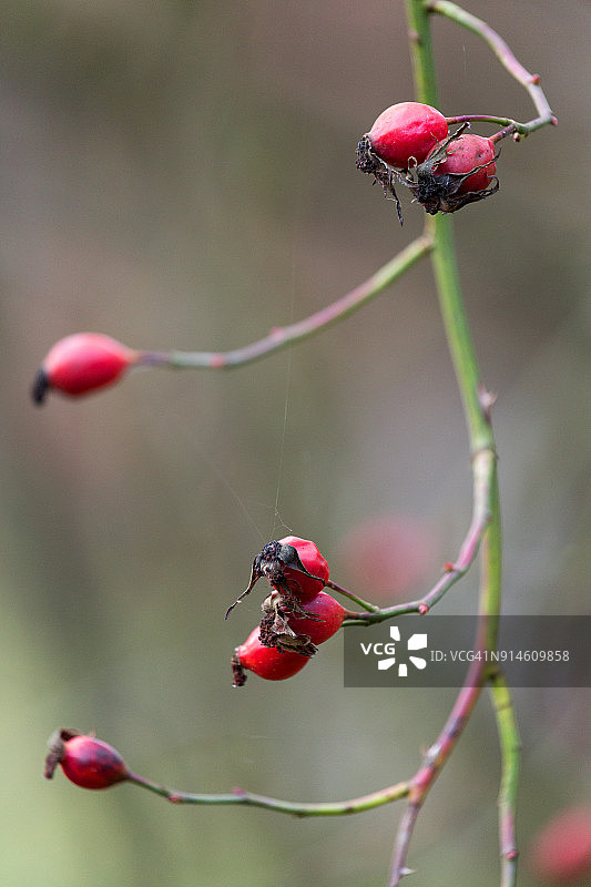 蔷薇果特写图片素材