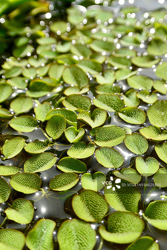 普通槐叶苹或水蔓草特写图片素材