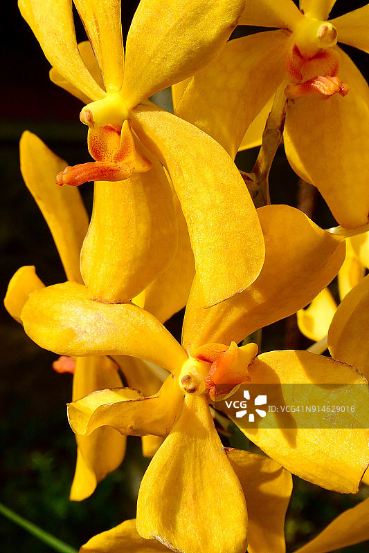 黄色表萼兰特写图片素材