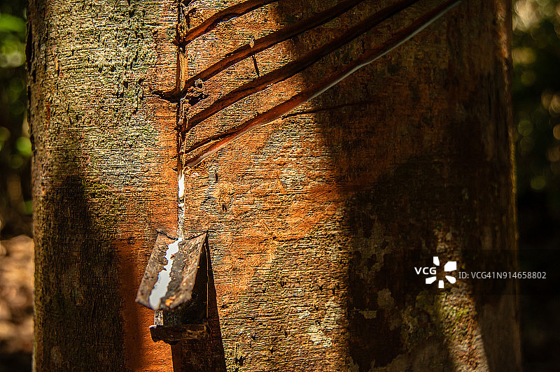 亚马逊地区的橡胶采集图片素材