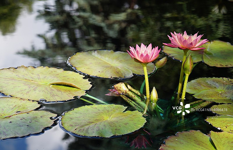 有树木倒影的粉色睡莲图片素材