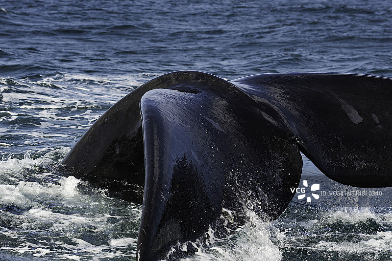 南露脊鲸尾叶的特写，南非沃克湾图片素材