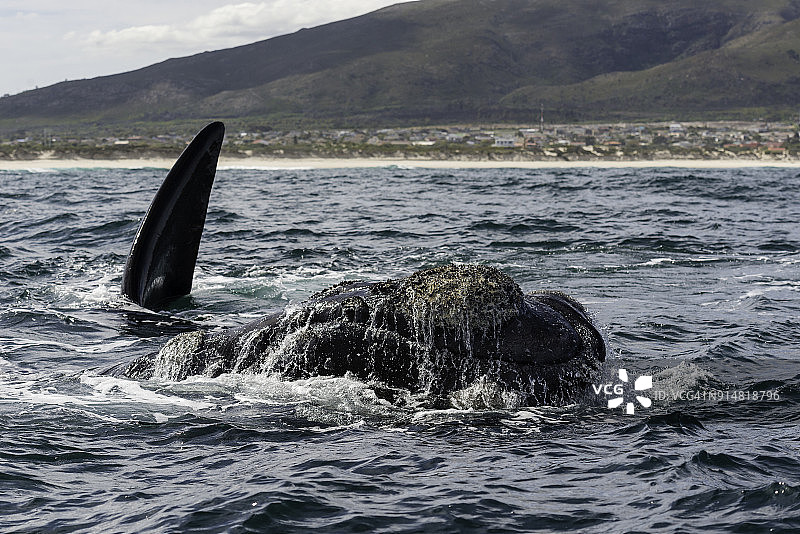 在南非贝蒂湾，一头南方露脊鲸浮出水面呼吸，幼崽在背景中嬉戏图片素材