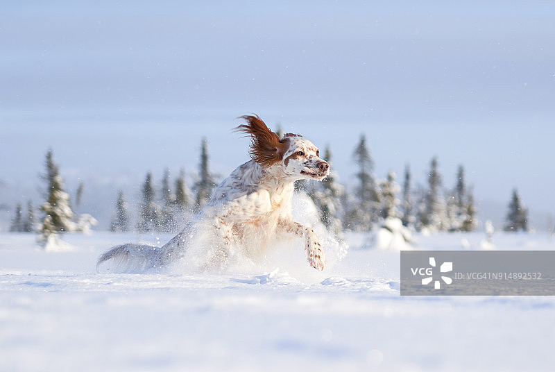 在挪威奥普兰郡的皑皑白雪中奔跑的英国雪达犬图片素材